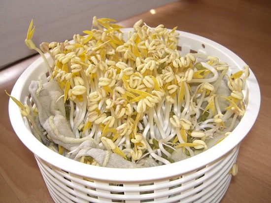 豆芽