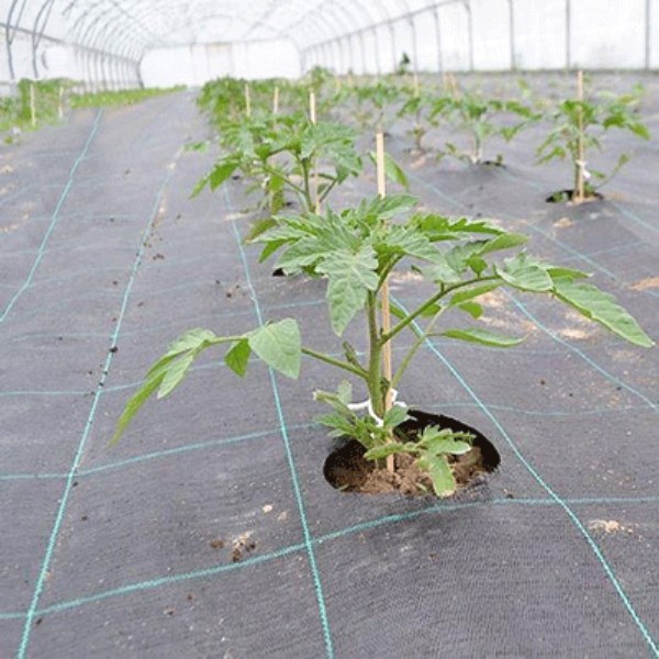 PP编织袋用于小麦面粉